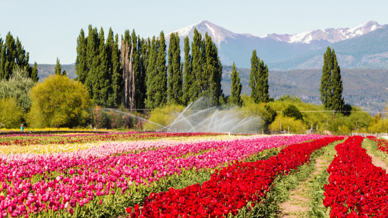 ESQUEL CON CAMPO DE TULIPANES